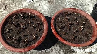 Planting Ranunculus Bulbs in Pots HappyGardening ranunculus gardening plants flower pots [upl. by Gayle]