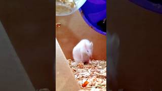 White Mice Cant Jump floofthemouse funnymouse cutepets [upl. by Ynafit]