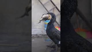 great cormorant eats the whole fish instantly [upl. by Aikemet]