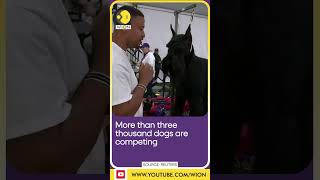 Westminster Kennel Club Dog Show kicks off in NYC WION Shorts [upl. by Noryd]