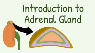 Animated Adrenal Gland structure Hormones Physiology Adrenal cortex amp Medulla bs Nursing year i [upl. by Electra]