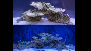 4ft reef tank 6 month update [upl. by Sanborn964]