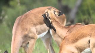 Cute young Impala getting its ears groomed by oxpeckers [upl. by Aicital]