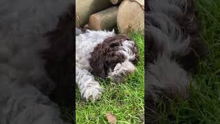 LAGOTTO ROMAGNOLO ♥️ Therapie  Assistenz  Familien  Allergiker Hunde ❤️ wwwsvenjabergmanncom [upl. by Annaet]