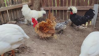 Feed the Chickens  Bantam Chickens 🐓🐓 [upl. by Isied273]