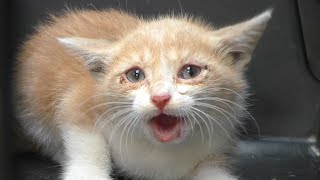 Tiny Kittens Meowing Compilation  Sounds to Attract Cats [upl. by Asiruam]