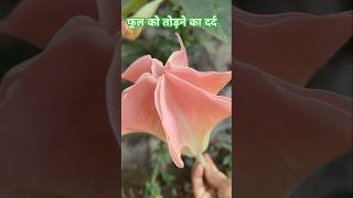 Brugmansia flower  gardening nature plant [upl. by Loggia42]