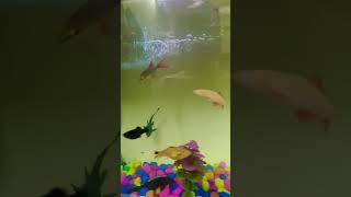 New fish tank fish fishtank aquascape viralvideo shortsvideo youtubeshort trending guppy [upl. by Hyman253]