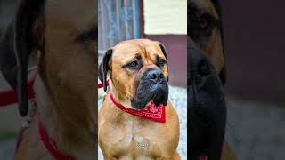 Bullmastiff know as Gamekeepers Night Dog  KNOW WITH ME shortvideo [upl. by Brandice422]