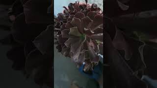 Aeonium arboretum Irishrosesucculentcrassulaceae plants 🪴 [upl. by Woodall]