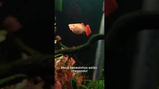 🐠 Os alevinos nasceram biologia aquarismo alevinos [upl. by Ger]