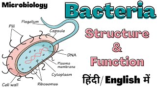 Gram Positive and Gram Negative Bacteria [upl. by Eanod]