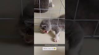 Funny cats❤😂❤cat pets funny fumnyvideos forxi [upl. by Grossman]