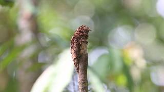 Nyctibius bracteatus [upl. by Balfour]