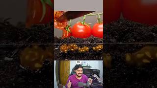 Growing Tomato From Seed Time Lapse 🍅 shorts [upl. by Aniuqaoj]