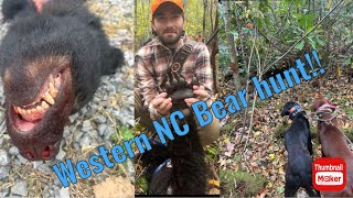 Western NC Bear hunt with hounds [upl. by Adiam]