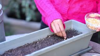 How to Germinate Popcorn Seeds  Planting the Seed [upl. by Eliza]