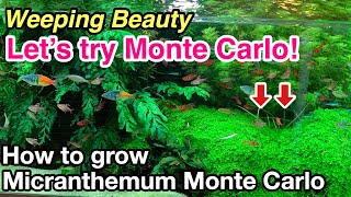 How to plant and grow Micranthemum Monte Carlo in your planted aquariumLets try carpeting plants [upl. by Aenet]