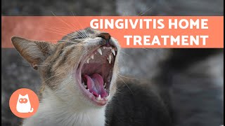 4 HOME REMEDIES for GINGIVITIS in CATS 🐱✅  Treatment for Gum Inflammation [upl. by Stets25]