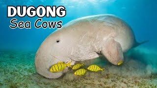 The Dugong The Secretive Sea Cow [upl. by Eirek]