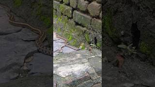 खतरनाक सांप very dangerous snake 🐍🐍viralvideo trending [upl. by Edin597]