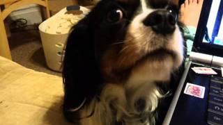 My Cavalier King Charles Spaniel talking to me [upl. by Rouvin821]