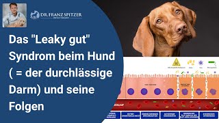 Das quotLeaky gutquot Syndrom beim Hund  versteckte Ursache vieler SymptomeBeschwerden [upl. by Roger751]