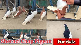 Sherazi Chap Pigeon For Sale 03101611319 [upl. by Amsirhc]