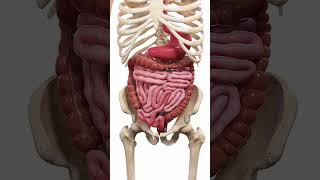 🍽️ Peristalsis The WaveLike Motion of Digestion 🍽️ anatomy [upl. by Airalednac94]