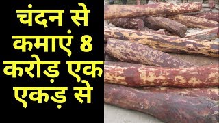 Sandalwood farming in India  chandan ki kheti kaise kare [upl. by Roma]