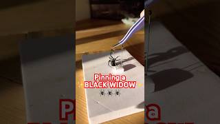 Pinning the black widow from a rehydration chamber spiders blackwidow blackwidows howto diy [upl. by Partridge]