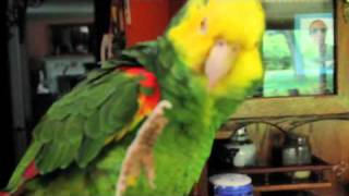 Parrot Singing Opera [upl. by Steffie]