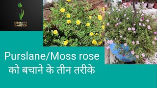 Purslane moss rose बचाने के तीन तरीके  Save moss rose or office time plant [upl. by Harod944]