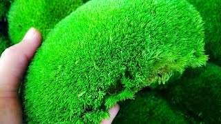 Moss garden ideas  creative garden art work  diy  art and craft [upl. by Aguste]