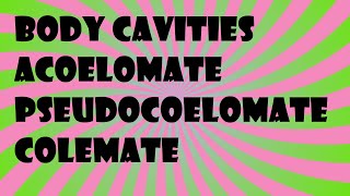 Biology Body Cavities Acoelomate Pseudocoelomate Colemate [upl. by Nappy415]