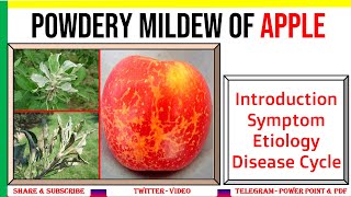 Powdery Mildew of Apple 🍎 Introduction Symptom Etiology Disease Cycle  P leucotricha  PHF [upl. by Inaflahk664]