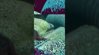 The Moray Eel Actually Terrifying short vlog eel aquarium [upl. by Neirad]