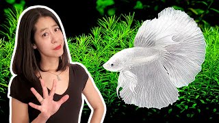 5 Things I Wish I Knew BEFORE I Got My First Betta Fish [upl. by Earb49]