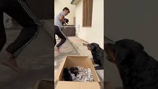 Rottweiler ke puppies le kr bhag gya 😂mother reaction 🥰rottweiler puppy motherlove [upl. by Laurin633]