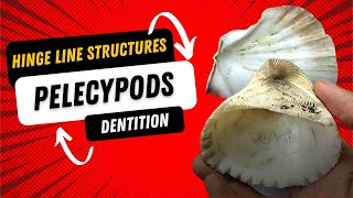 Pelecypoda  Hinge line structure and Dentition  Tooth types and Economic Importance  Paleontology [upl. by Ilanos]