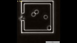 Single Cell Monitoring of Apoptosis in NonAdherent Mammalian Cells [upl. by Koran356]