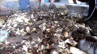 Cassava Farming with Makushi Amerindians in Guyana [upl. by Egoreg817]