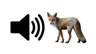 Fox  Sound Effect  ProSounds [upl. by Thedrick]