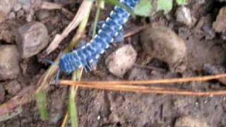 Giant blue millipede of Mexico [upl. by Perlie]