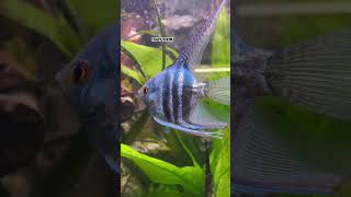 WONDERFUL SCALARE LONGFIN Pterophyllum ANGELFiSH BLUE DiAMOND 💎💎🎬🎬BEST FiSCHskalar angelfish [upl. by Kceb813]