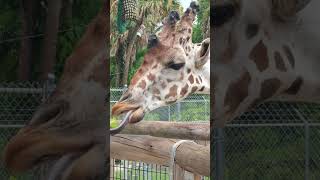 gigantic giraffe 😲 JUMANJI wildlife animals giraffe shorts [upl. by Saxet]