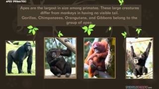 Lets Learn About Primates AMAZING Animals for Kids [upl. by Purity926]