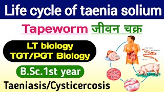 Taenia solium Lifecycle  life cycle of taenia solium  Tapeworm  Taenia solium ka jivan chakra [upl. by Angelique]