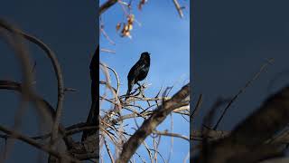 Common Grackle Bird Call Sounds [upl. by Ybab694]