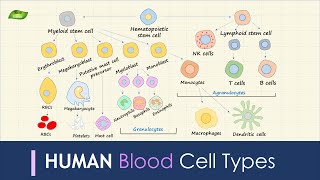 Human Blood Cell Types  Immunology  Basic Science Series [upl. by Mcmurry]